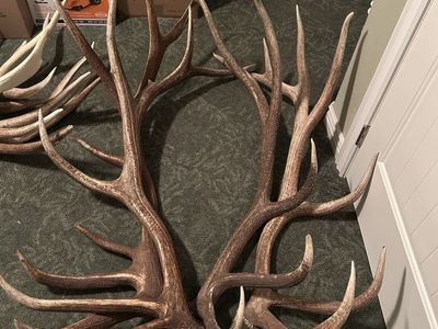 Elk antlers