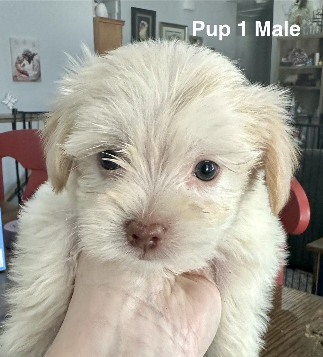 Shih Tzu, Bichon, Beagle Mix Puppies - 7 weeks