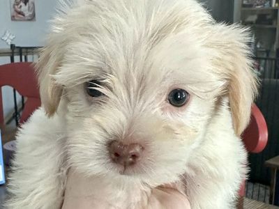 Shih Tzu, Bichon, Beagle Mix Puppies - 7 weeks