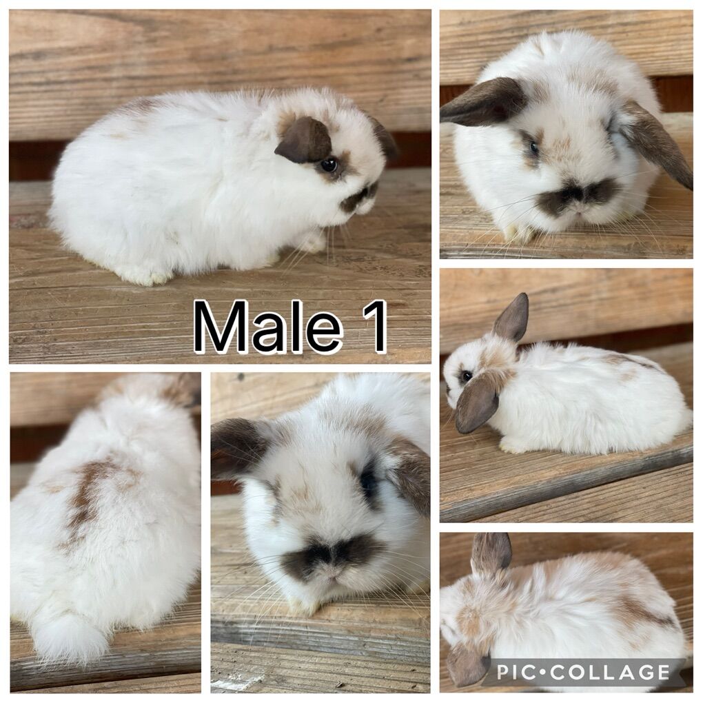 Holland Lop Baby Bunnies