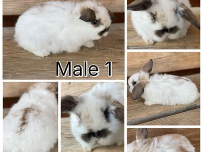 Holland Lop Baby Bunnies
