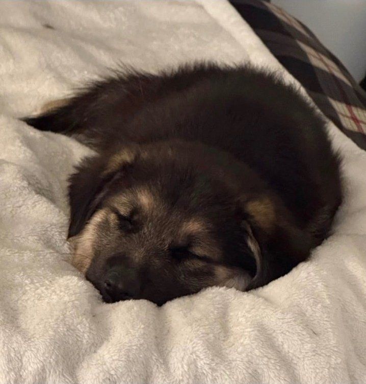 Puppy looking for home