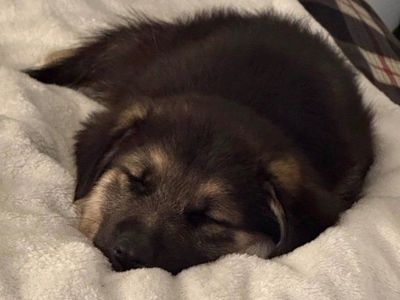 Puppy looking for home