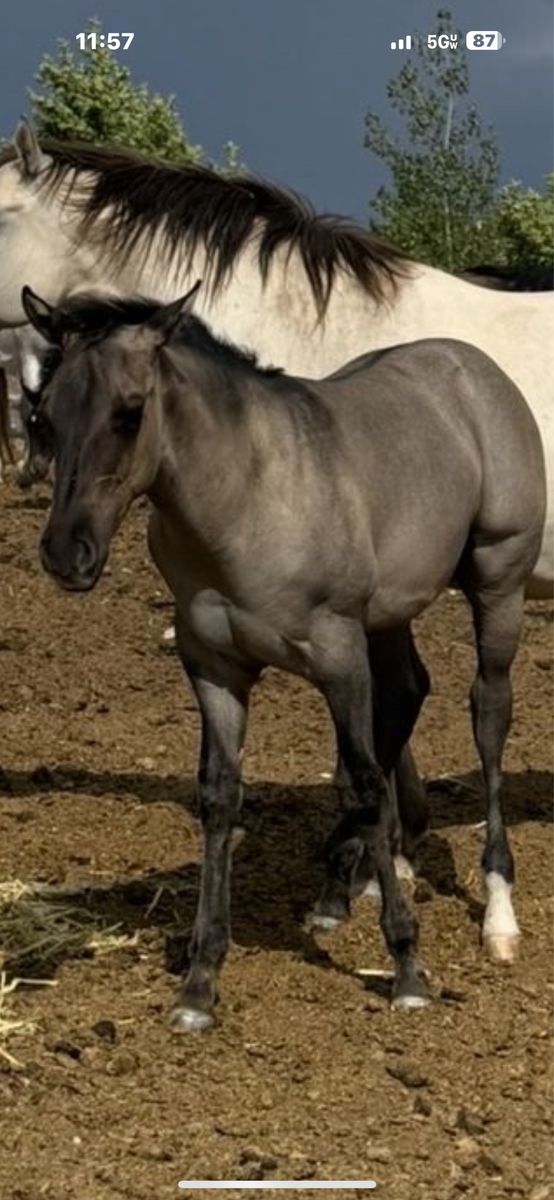 Horse Quarter Horse 