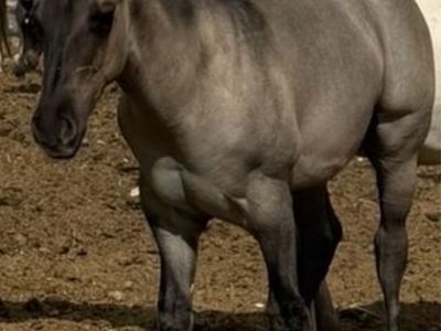 Horse Quarter Horse