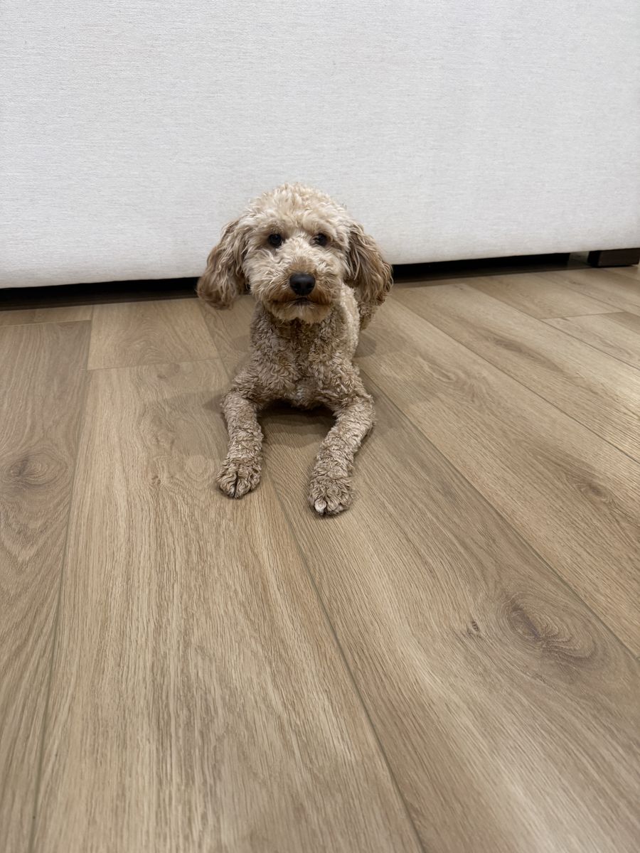 2 year old toy golden doodle