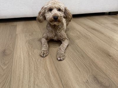 2 year old toy golden doodle