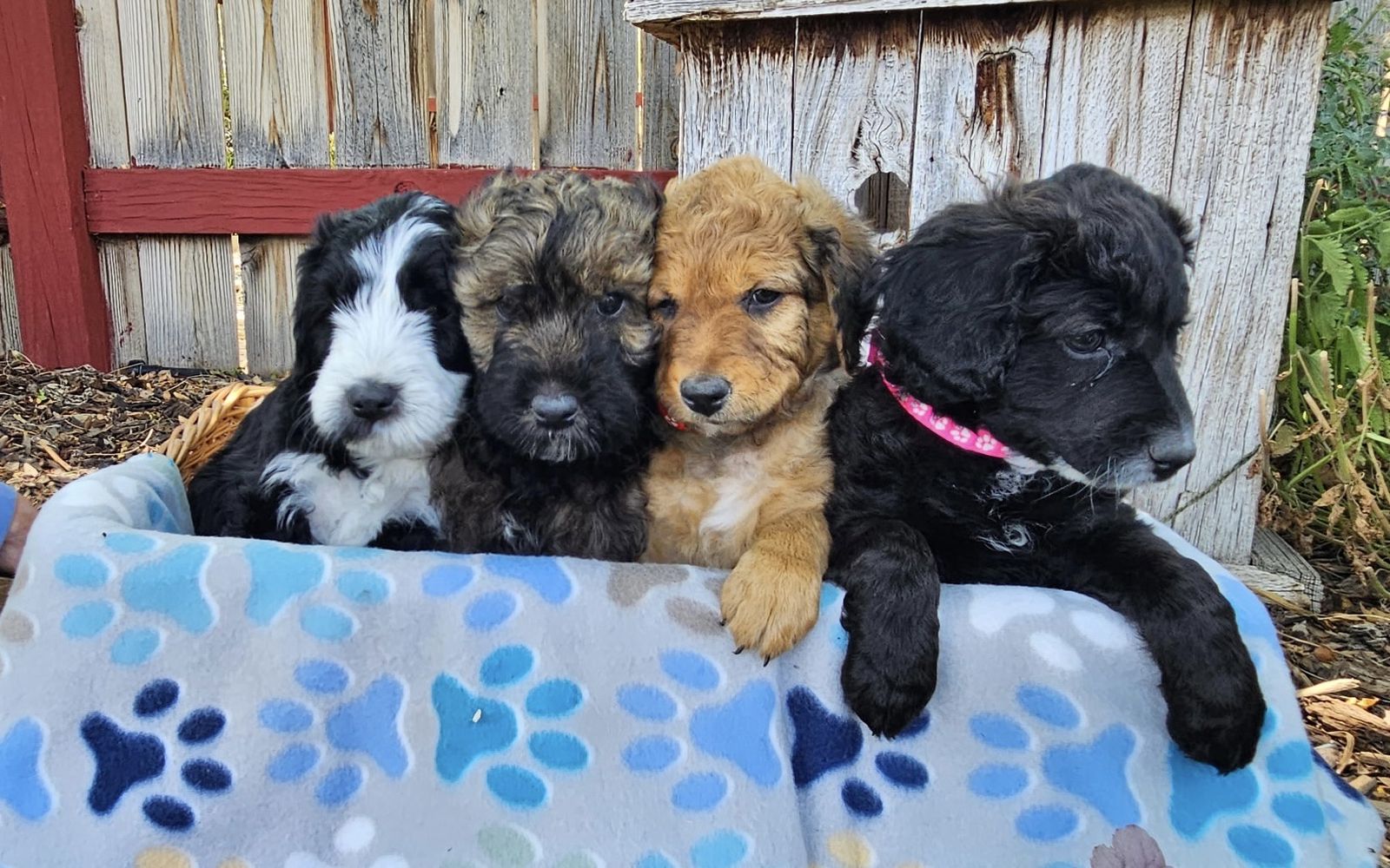 Aussiedoodle Puppies