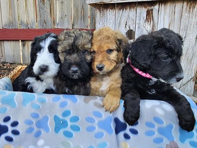 Aussiedoodle Puppies