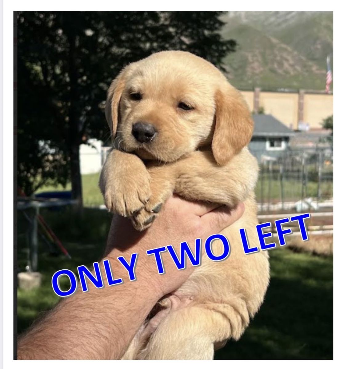 AKC (Dam/Sire) Golden Retriever-Fox Red GOLDADOR Puppies.
