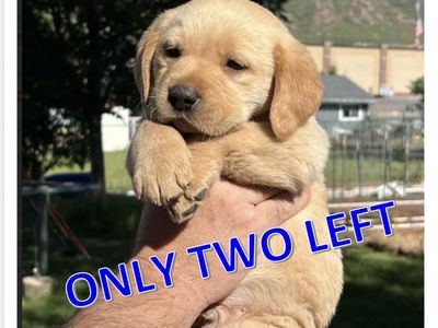 AKC (Dam/Sire) Golden Retriever-Fox Red GOLDADOR Puppies.