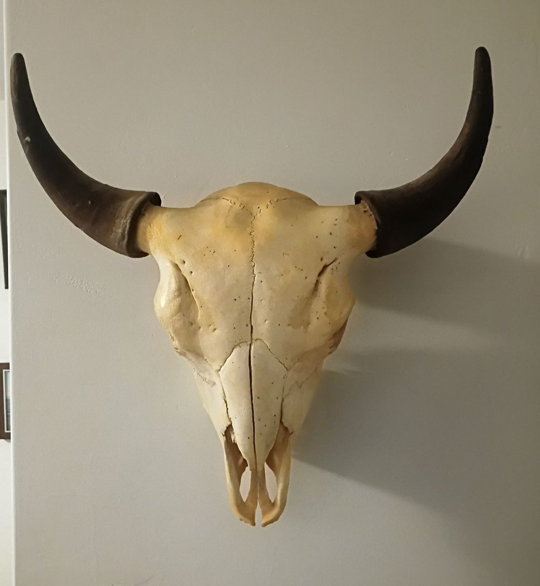 OBO Large Real Bull Cow Steer Skull Head with Horns