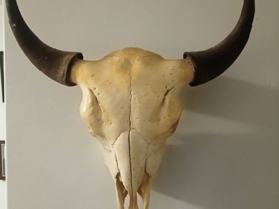 OBO Large Real Bull Cow Steer Skull Head with Horns