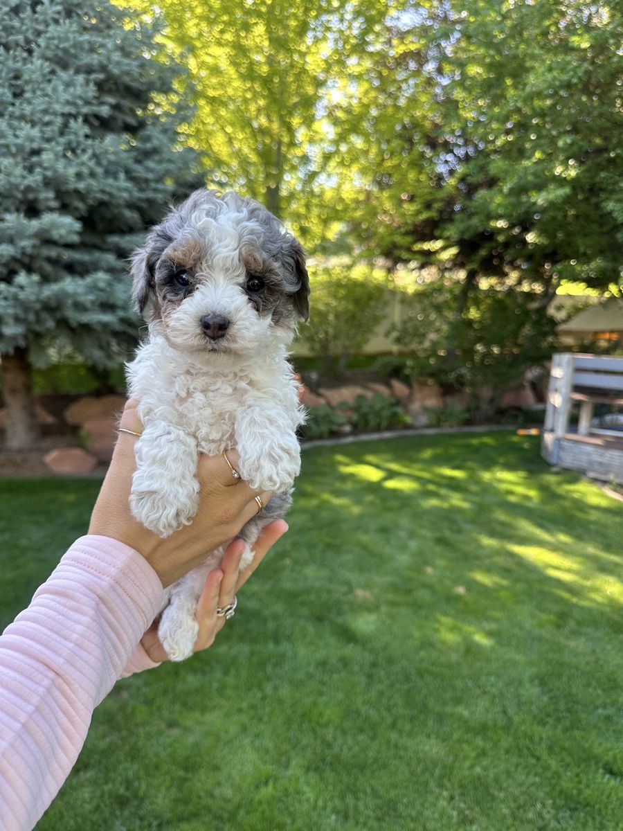 Unique Micro Mini Cavapoo Puppies