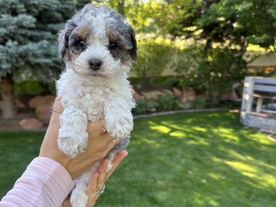 Unique Micro Mini Cavapoo Puppies
