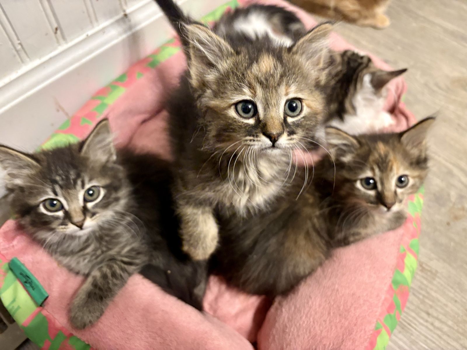 Maine Coon/Ragdoll Mix Kittens