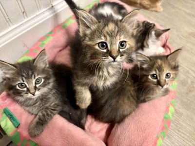 Maine Coon/Ragdoll Mix Kittens