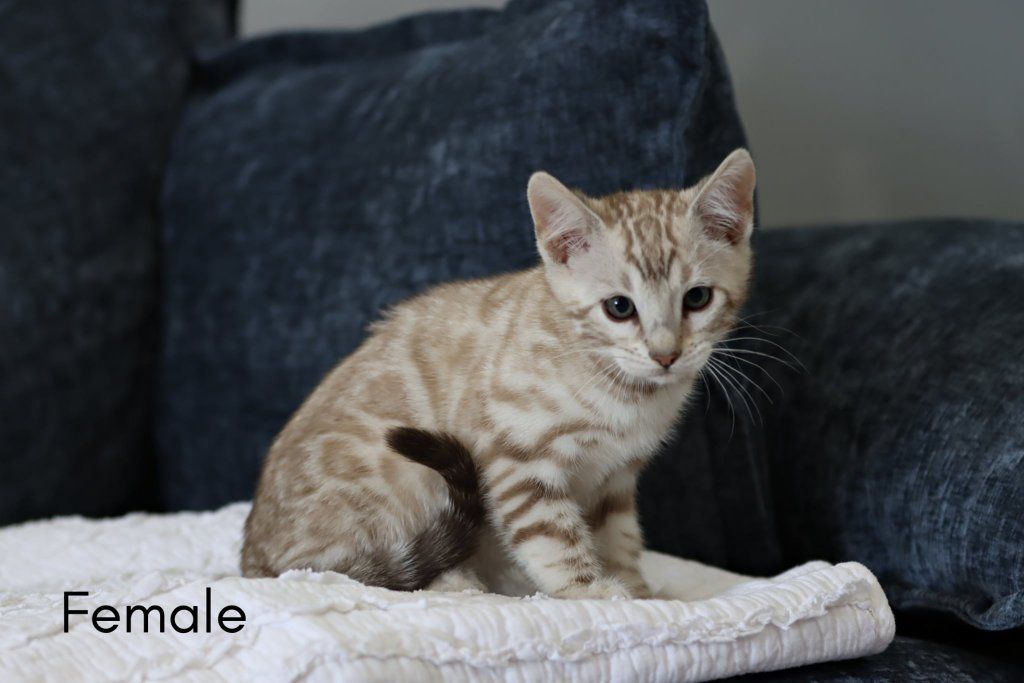 Beautiful Bengal Kittens - Male & Female Available
