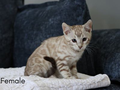 Beautiful Bengal Kittens - Male & Female Available