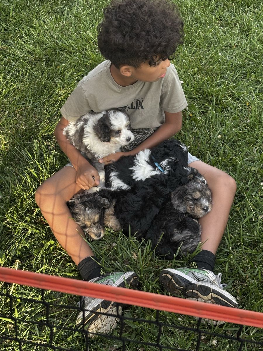 Bernedoodle Puppies ready now
