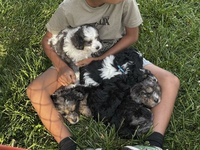 Bernedoodle Puppies ready now