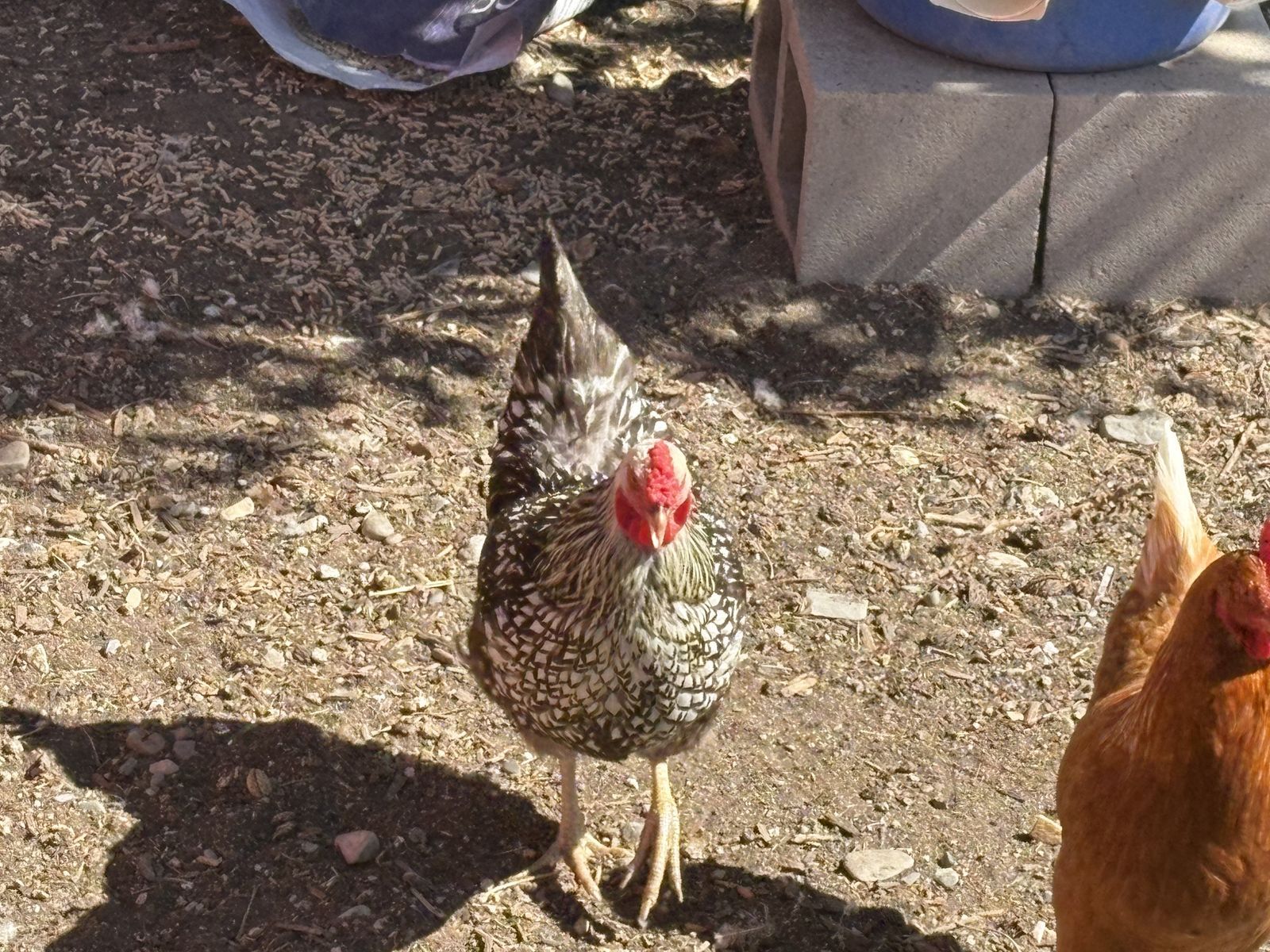 Chicken Hens for Sale/Free