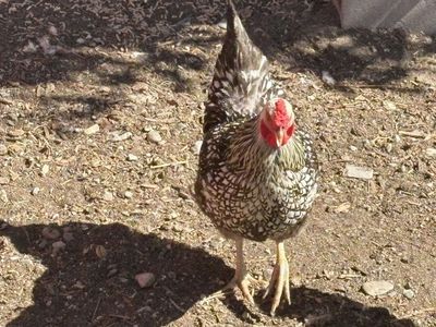 Chicken Hens for Sale/Free