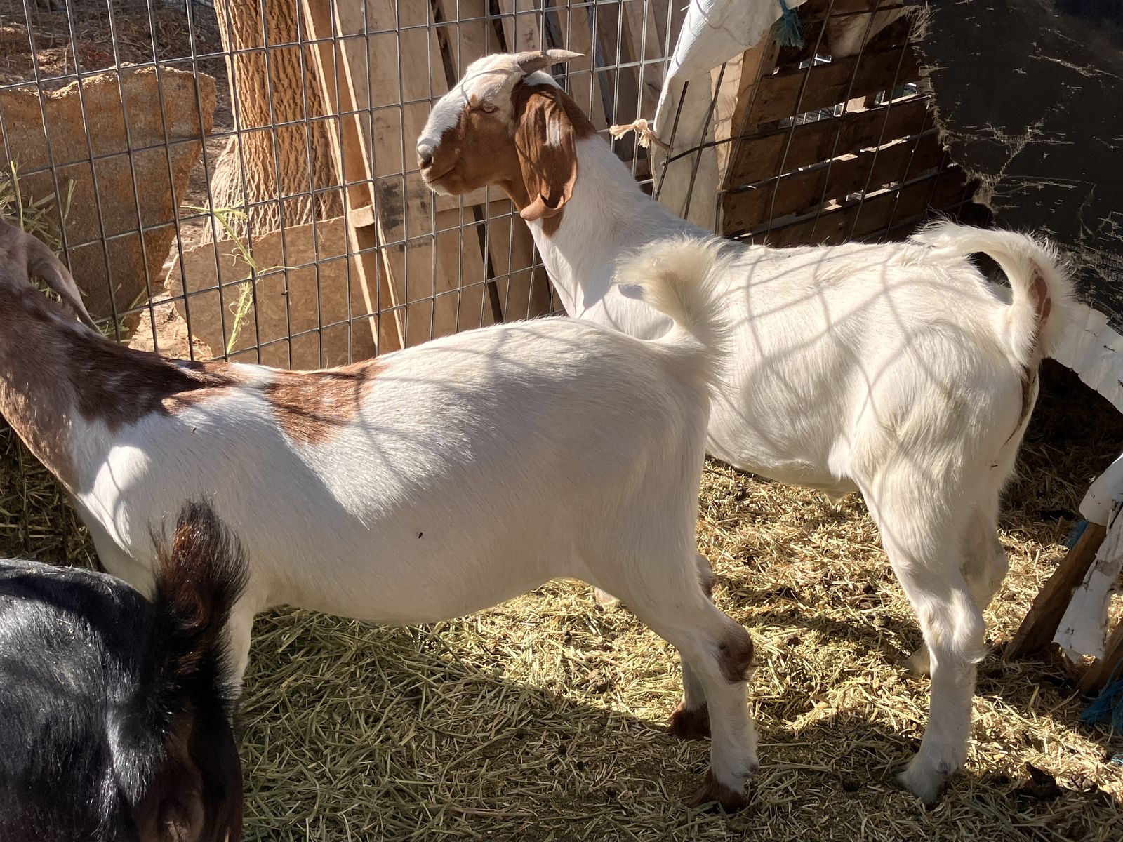 Boer wethers