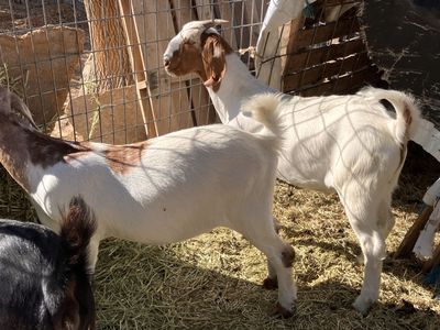 Boer wethers