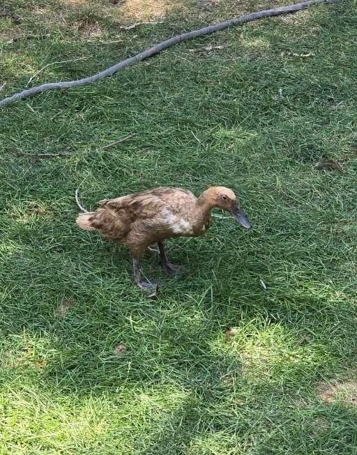Coco the Duck