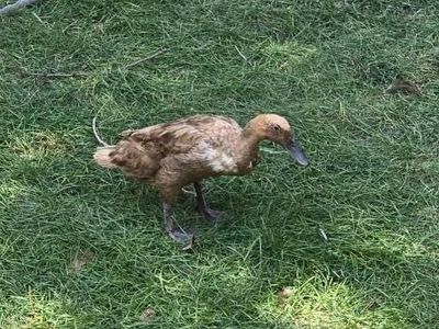 Coco the Duck