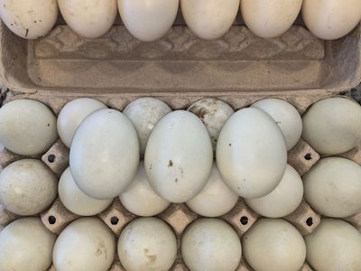 Fresh, unwashed duck eggs