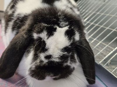 Registered Mini Lop girl
