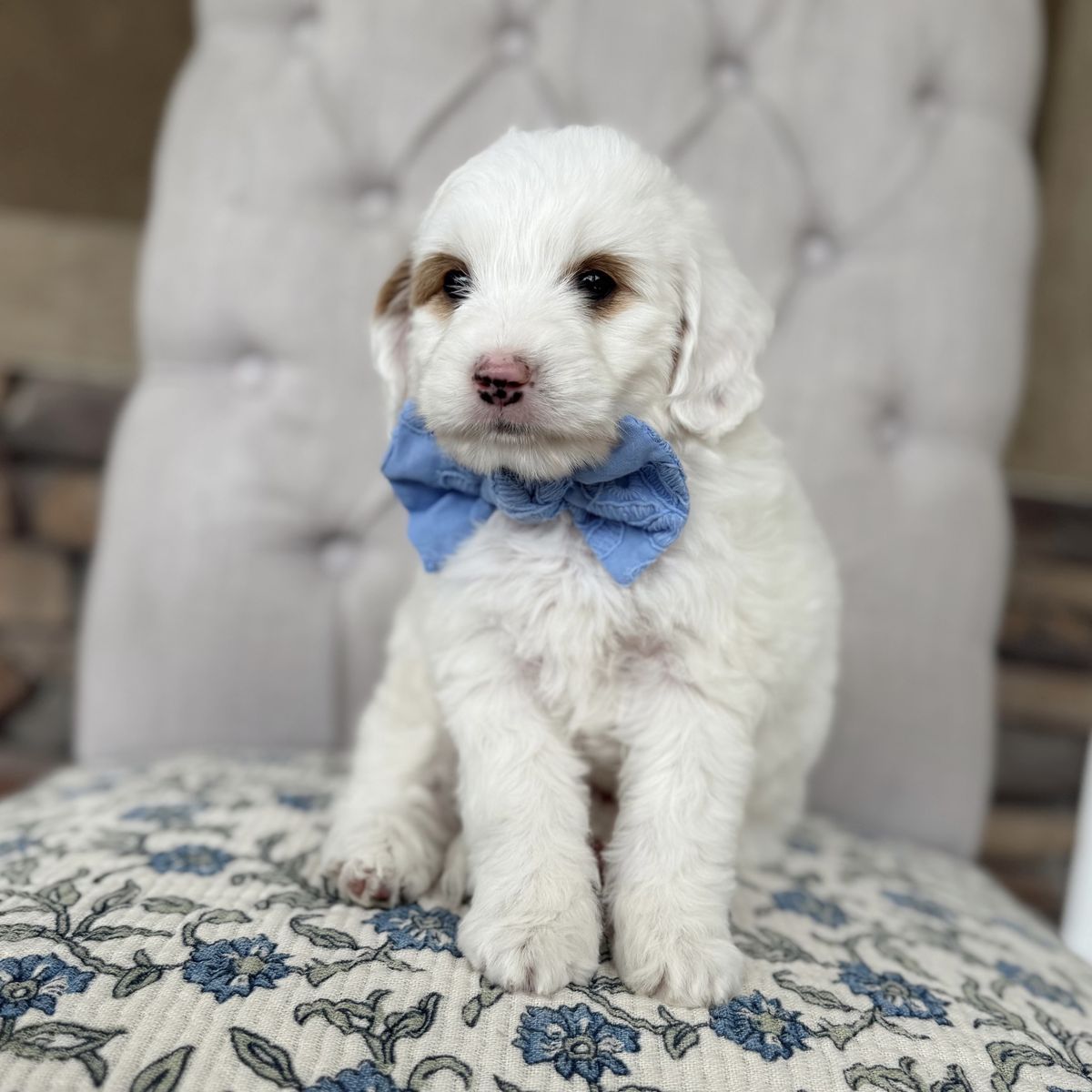 Meet Snoopy! Goldendoodle Mini Multigen.