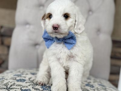 Meet Snoopy! Goldendoodle Mini Multigen.