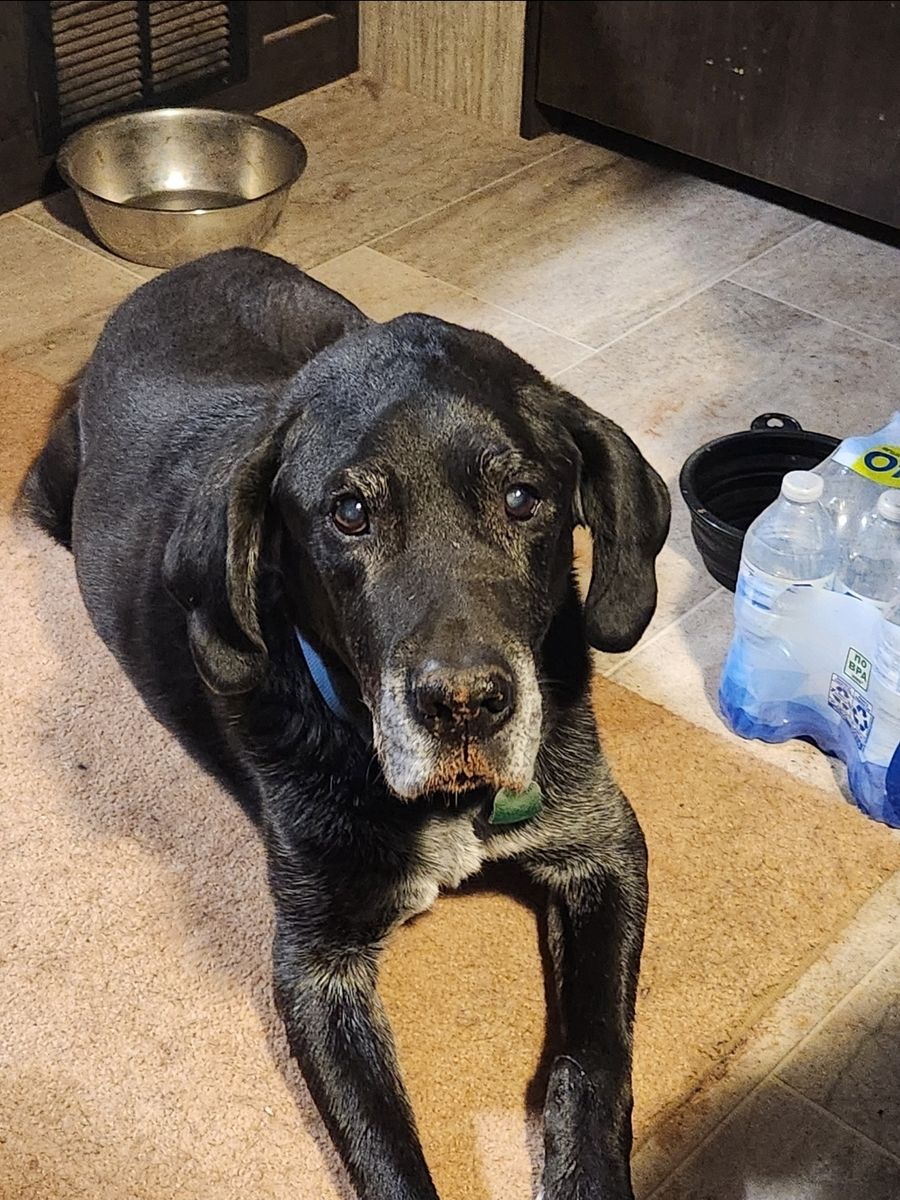 Lost dog