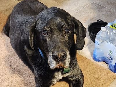 Lost dog