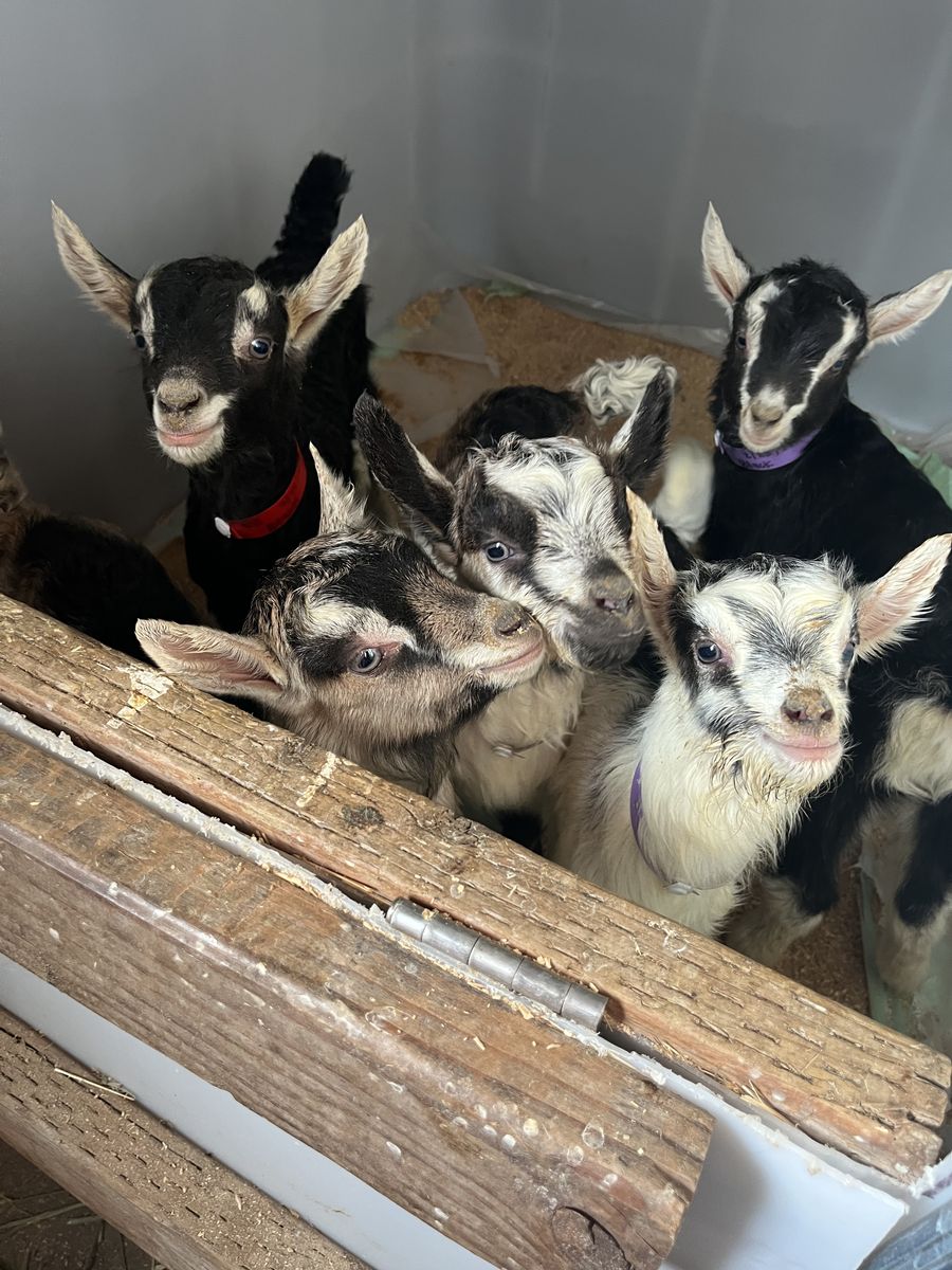 Purebred Alpine Bottle Babies