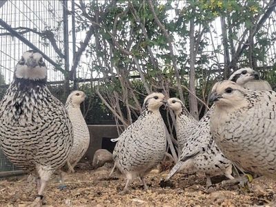 Snowflake bobwhite chicks