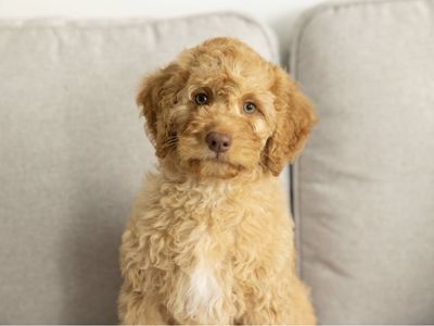 Female F1B Mini Goldendoodle - Potty&Crate Trained