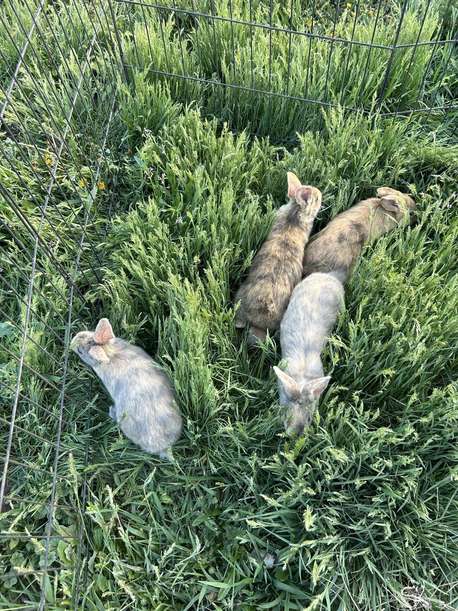 Purebred Rhinelander Sports