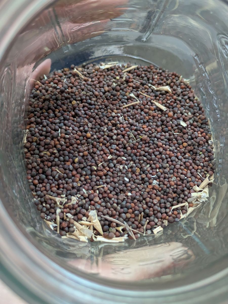 Homesteader's Kaleidoscope Perennial Kale Seeds ($3 for 100)
