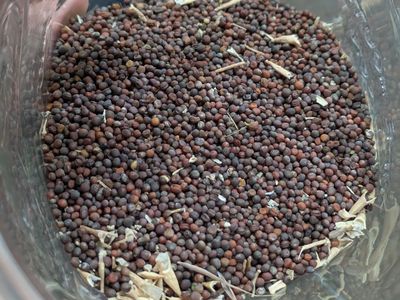 Homesteader's Kaleidoscope Perennial Kale Seeds ($3 for 100)