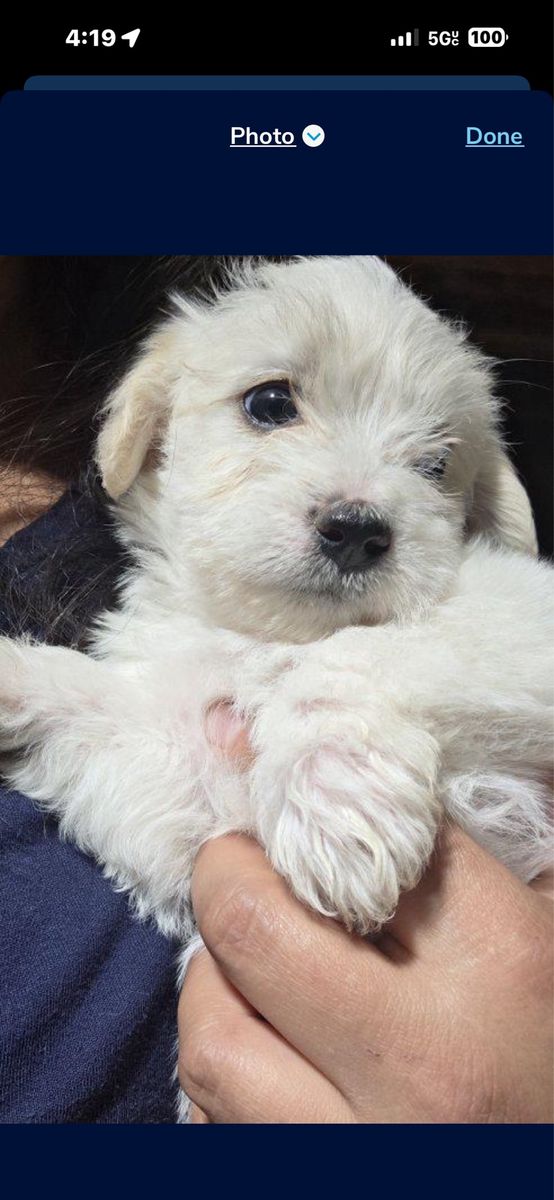 Adorable Yorkie Mini Poodle mix Puppy Looking for a Loving Home
