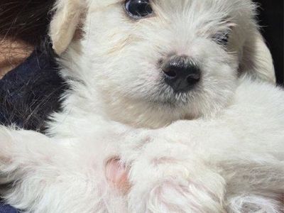 Adorable Yorkie Mini Poodle mix Puppy Looking for a Loving Home