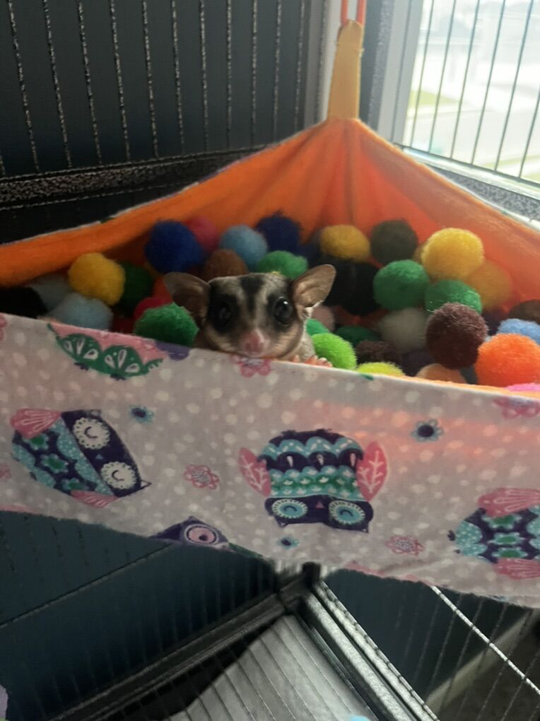 Utah County Sugar Glider safe Haven