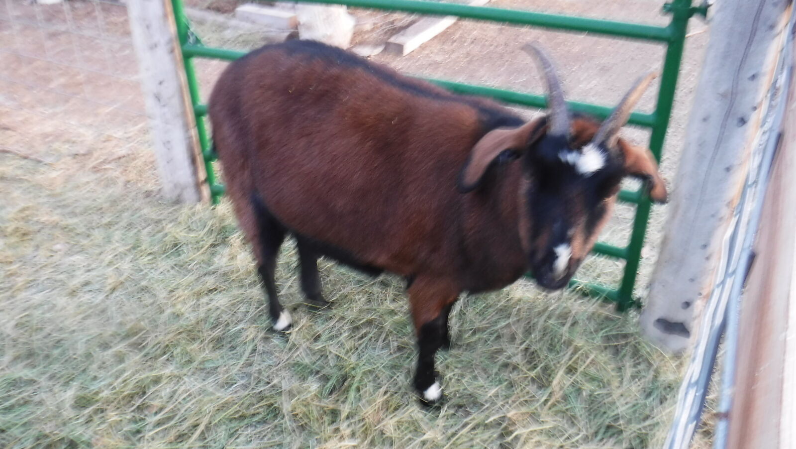 Alpine / Nubian mix 2 year old + wether goat