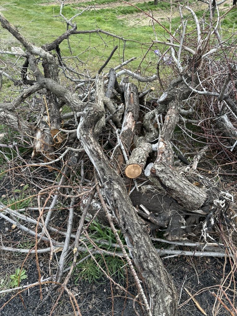 Free Peach Tree Firewood