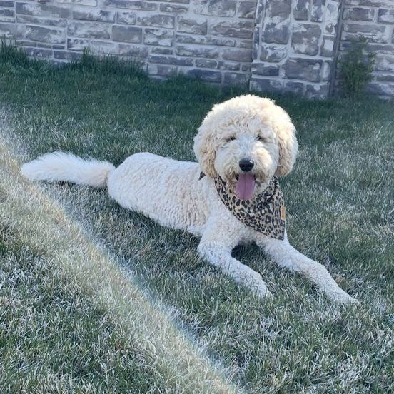 AKC registered purebred poodle