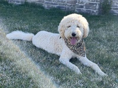 AKC registered purebred poodle